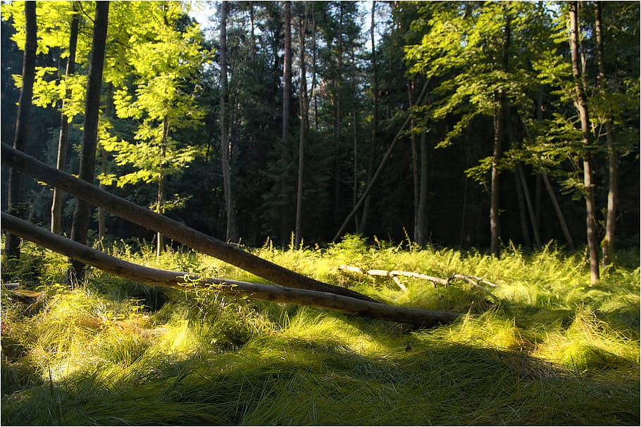 forest, nature, tree, litter, roslinność, then, plants, land HD wallpaper