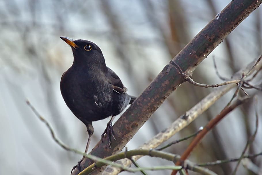 bird, thrush, nature, closeup, living nature, feathered race HD wallpaper