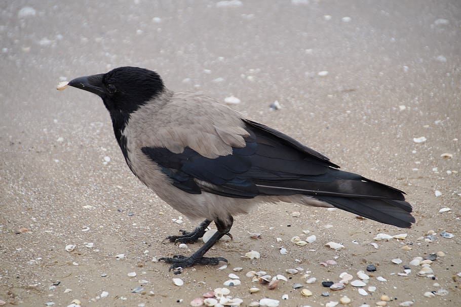 crow, grey crow, beach, shells, beak, bird, vertebrate, animals in the wild HD wallpaper