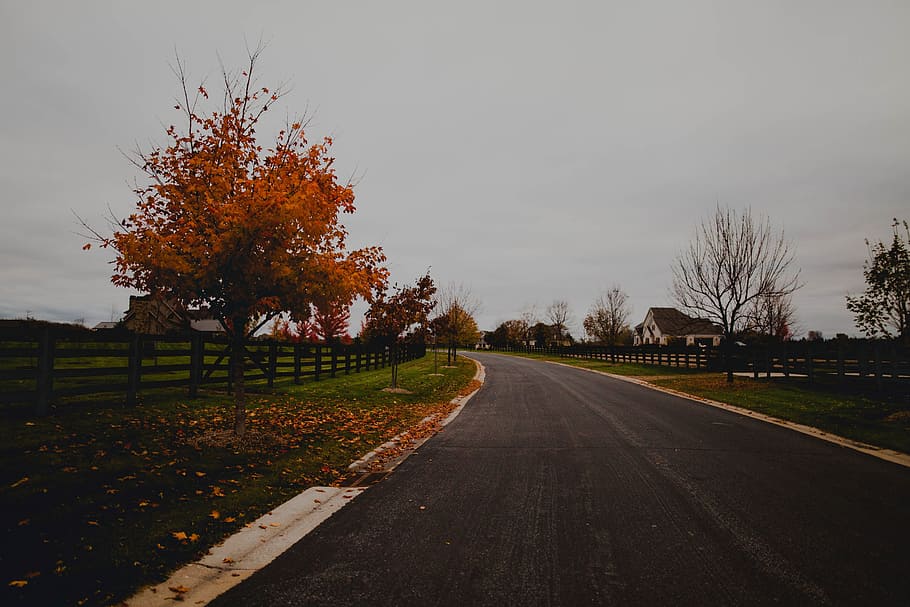 road, path, fence, green, grass, nature, view, sky, house, tree HD wallpaper