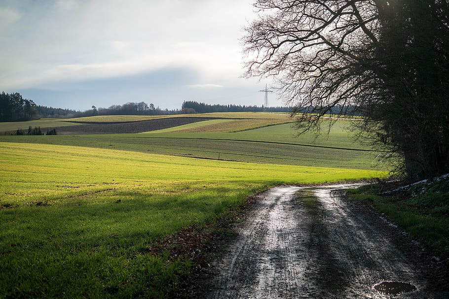 fields, forest path, away, strommast, arable, trail, hiking HD wallpaper