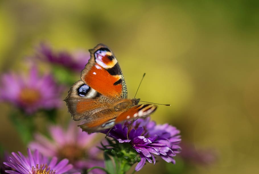 close up photo of peacock butterfly perched on purple flower