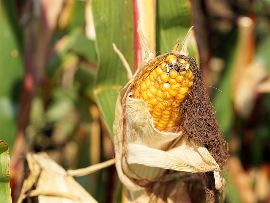 corn, piston, field, plant, summer, agriculture, yellow, nature HD wallpaper