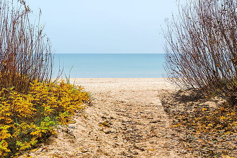 bare trees near ocean under blue sky, path, dom, way, success HD wallpaper