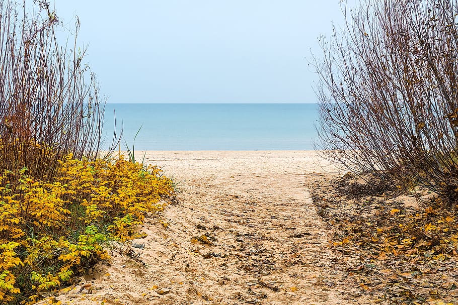 bare trees near ocean under blue sky, path, dom, way, success HD wallpaper