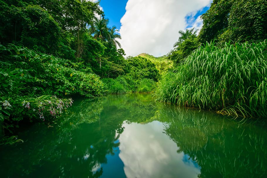 waters, nature, river, tree, landscape, lake, summer, travel HD wallpaper