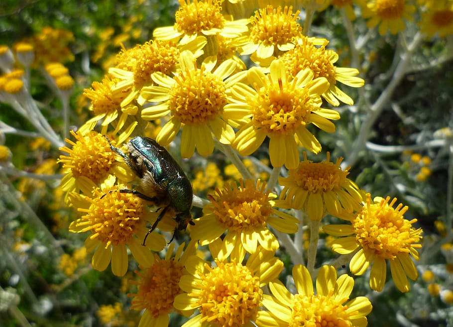 beetle, flower, yellow, close, nature, blossom, bloom, flowering plant HD wallpaper