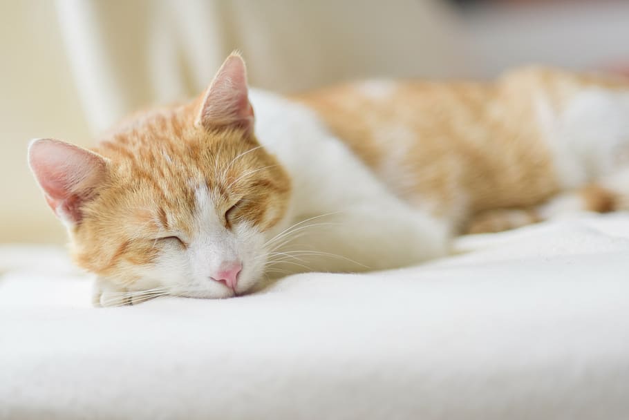 white and orange tabby cat sleeping on cushion, relax, feel at home, HD wallpaper