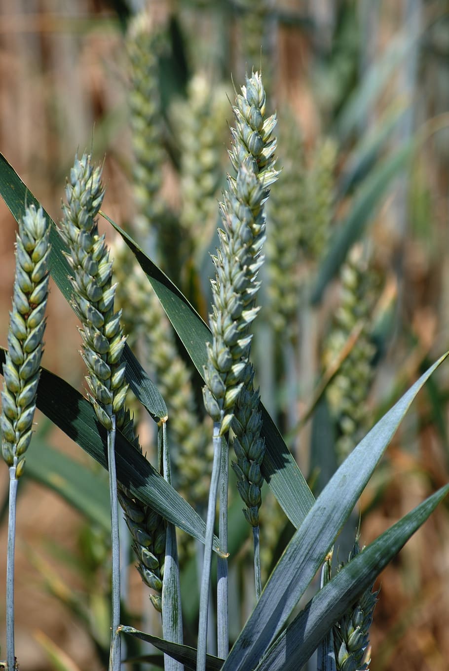 wheat, cereals, halm, spike, wheat field, cornfield, plant HD wallpaper