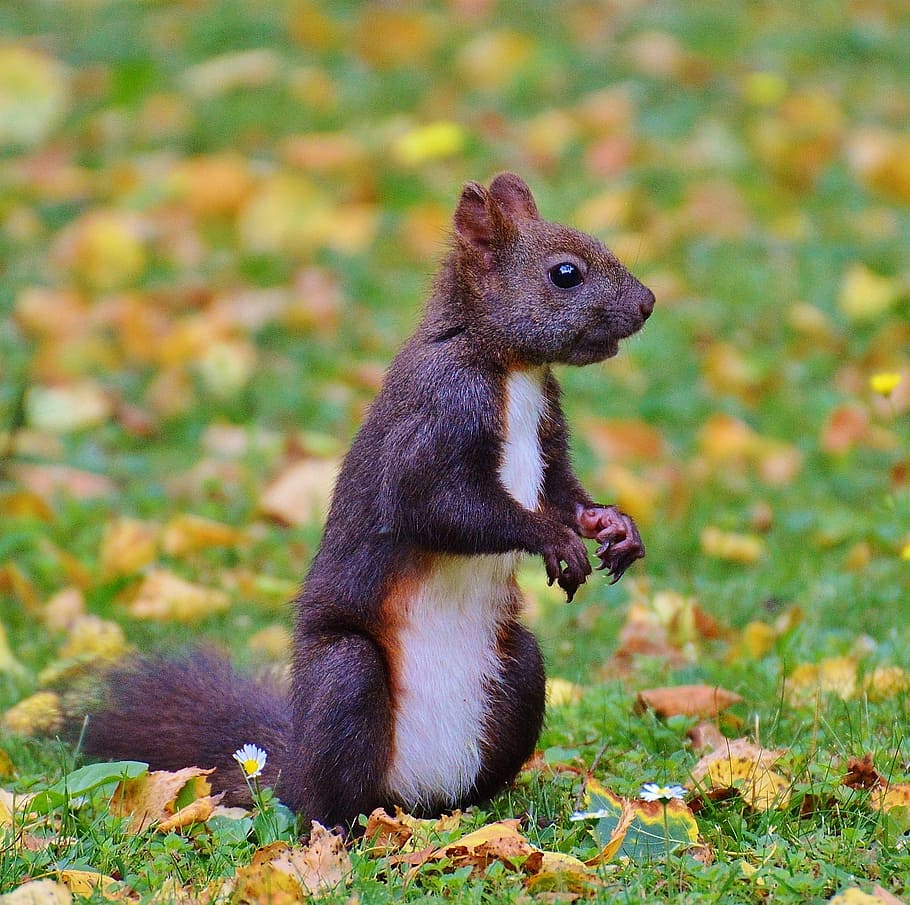 squirrel, nager, cute, nature, rodent, climb, garden, eat, brown HD wallpaper