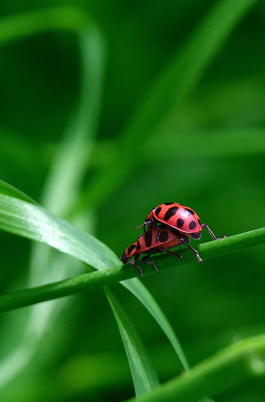 ladybug, coupling, macro, invertebrate, animals in the wild HD wallpaper