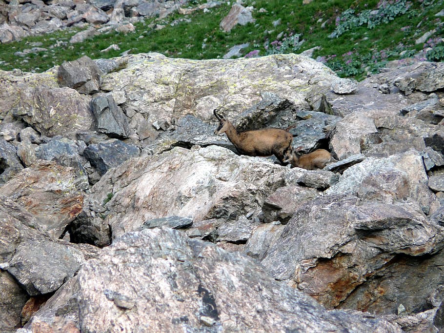 mountain, chamois, kid, rock, rock - object, solid, animal HD wallpaper