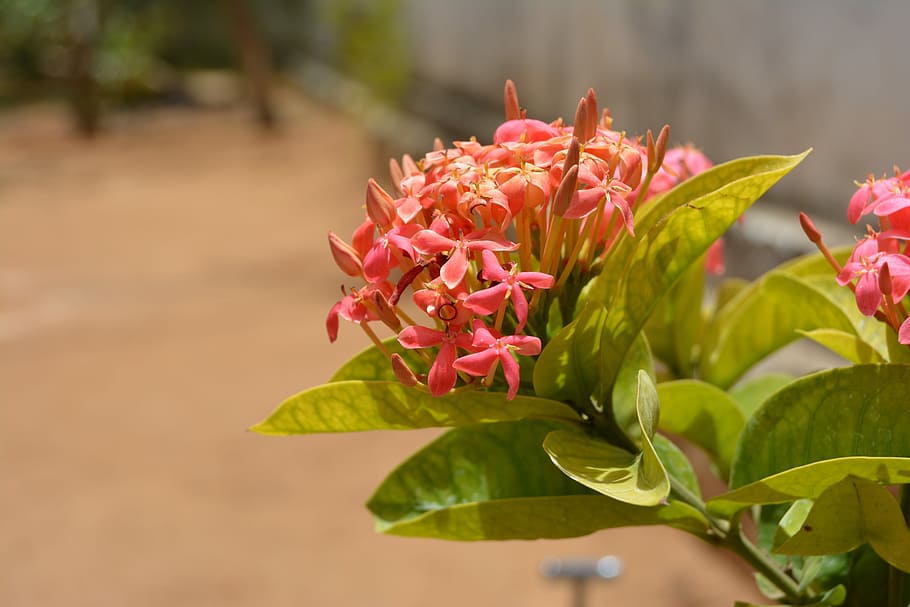 flower, nature, flora, leaf, garden, flowering plant, freshness HD wallpaper