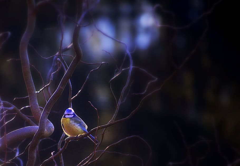 selective focus photo of a yellow bird, tit, blue tit, cold HD wallpaper