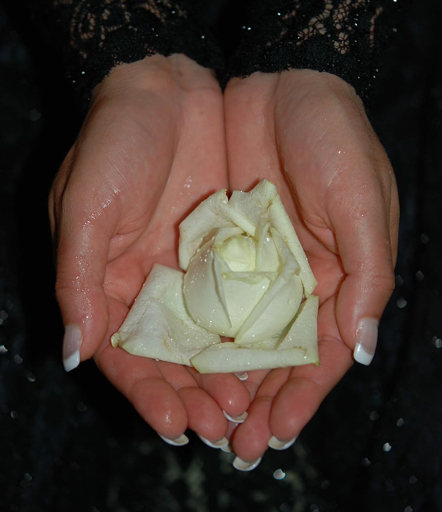 Hands, Roses, Finger, Wedding, rings, love, flower, heart, nice HD wallpaper