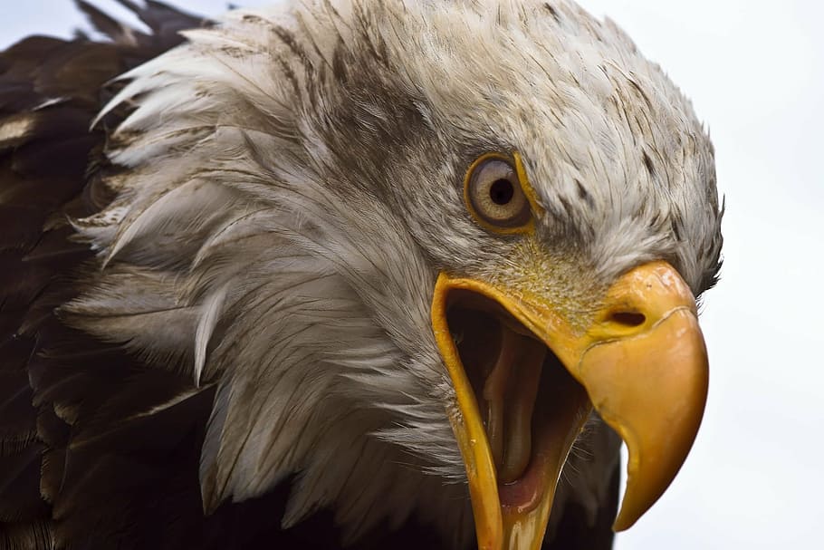 closeup photography of bald eagle, adler, white head, bird of prey, HD wallpaper