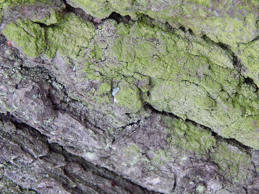 Bark, Tree, Moss, Nature, backgrounds, pattern, textured, abstract HD wallpaper