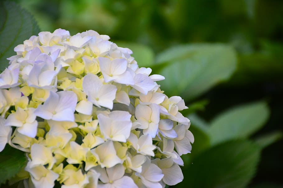 flower, hydrangea, the scenery, flowering plant, fragility HD wallpaper