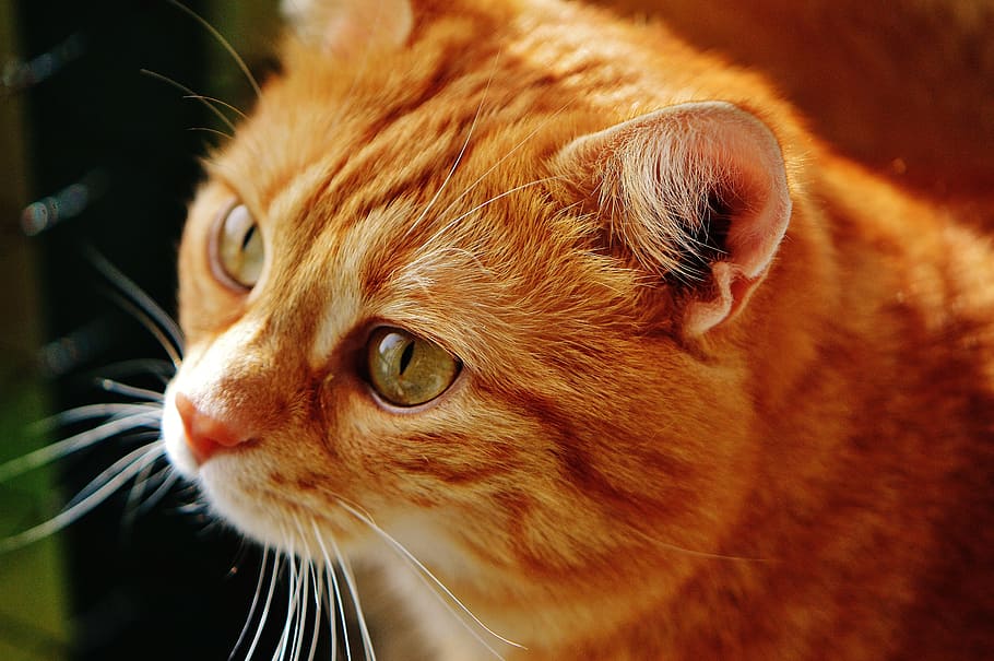 cat, red, cute, mackerel, tiger, sweet, cuddly, animal, domestic cat HD wallpaper