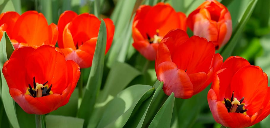 tulips, red, spring, flowers, light, spring flower, garden HD wallpaper