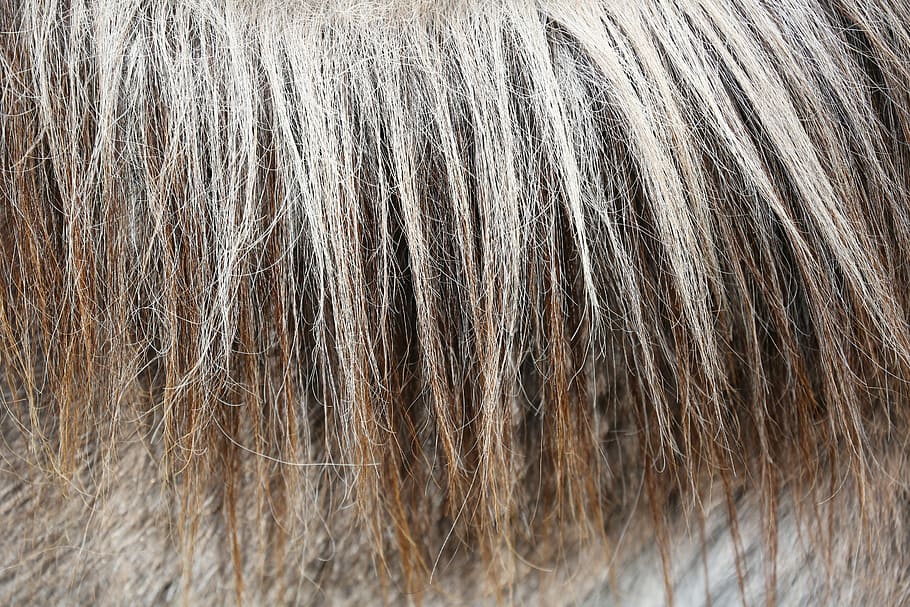 brown and gray hair, horses, manes, Tan, close-up, hairstyle HD wallpaper