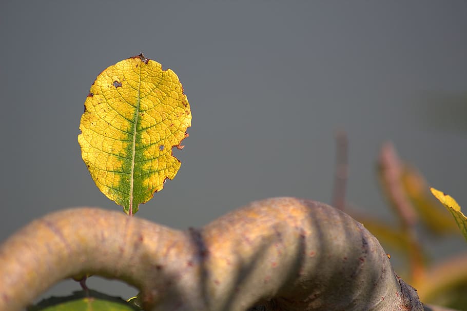 Leaf, Yellow, Close, autumn, leaves in the autumn, fall foliage HD wallpaper