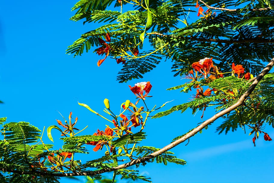 blossom, bloom, red, tree, plant, growth, sky, blue, branch HD wallpaper