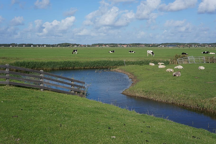 Terschellinger Polder At Groin, cows, sheep, summer, green color, HD wallpaper
