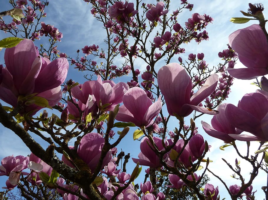 magniolia, flowers, tree, spring, nature, purple, branches HD wallpaper