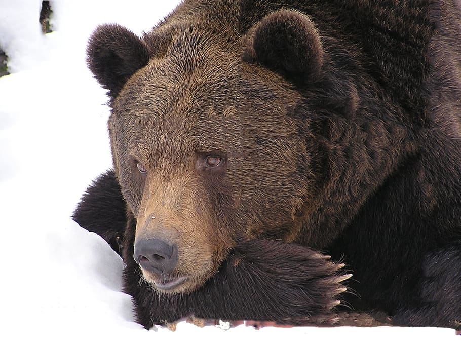 brown bear lying on snow pile photography, animal, winter, nature HD wallpaper