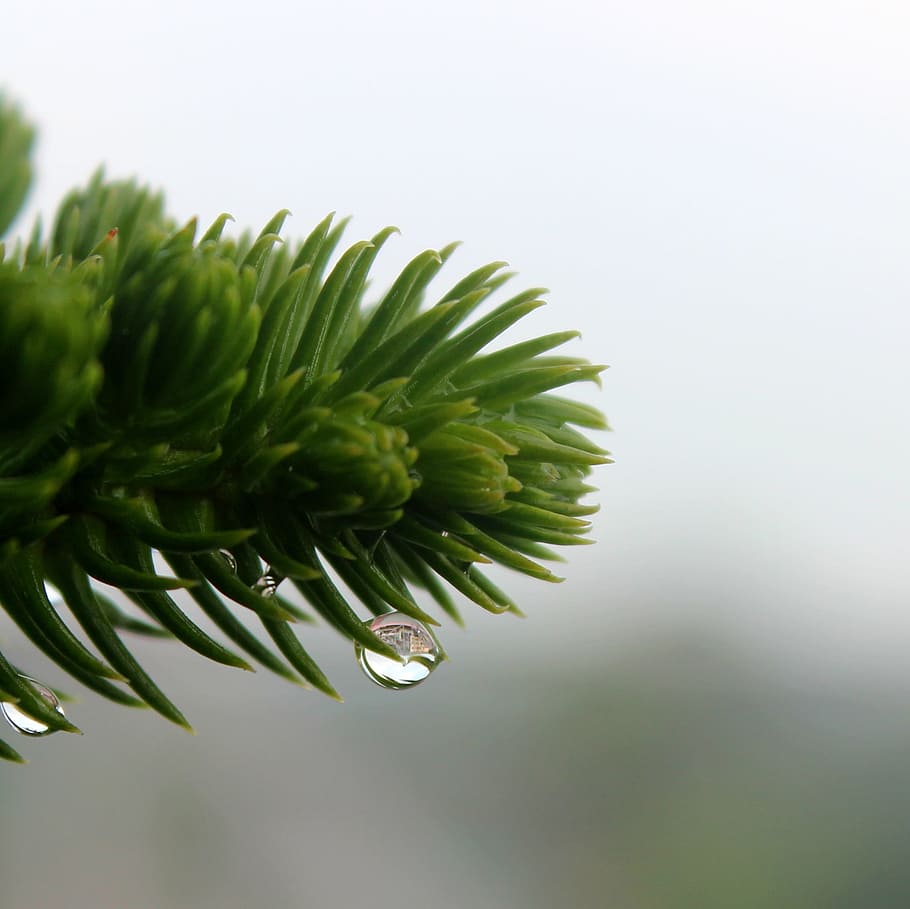 Drops, Dew, Water, Freshness, Grass, green, nature, plant, clear HD wallpaper