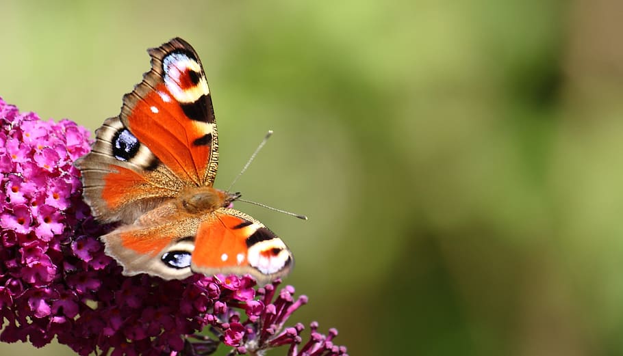 selective photography of peacock butterfly on pink petaled flower HD wallpaper