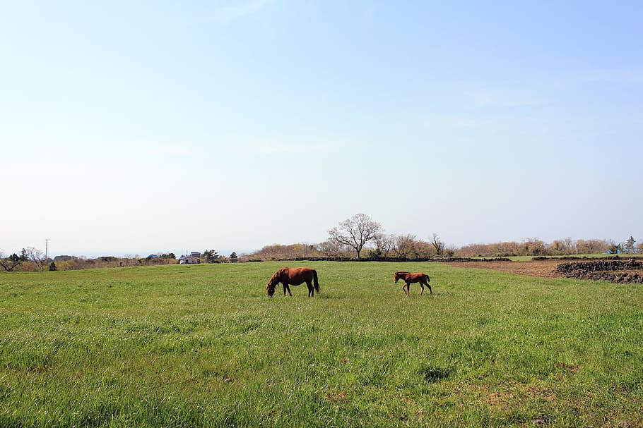 Meadow, Nature, Pony, animal, grass, grazing, pasture, agriculture HD wallpaper