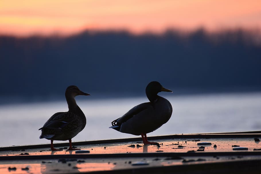 ducks, afterglow, sunset, evening sky, abendstimmung, mood HD wallpaper