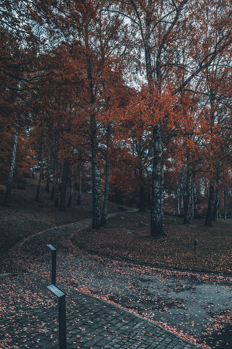 tress in park, landscape photo of trees, autumn, fall, leaves HD wallpaper