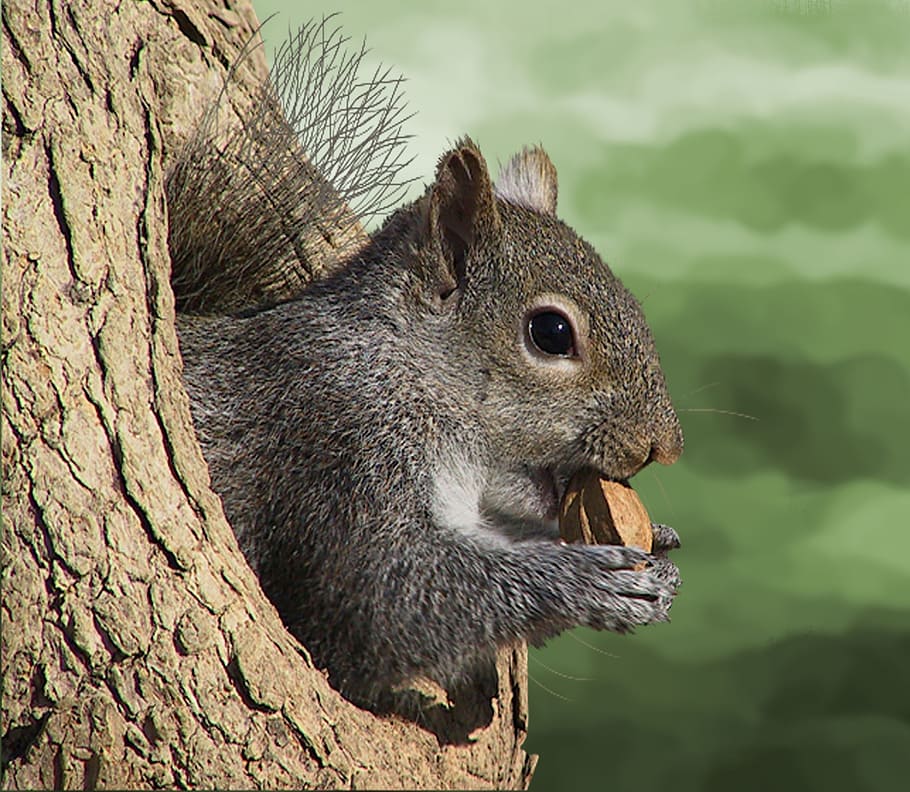 brown squirrel holding nut, tree, nature, rodent, animal world HD wallpaper
