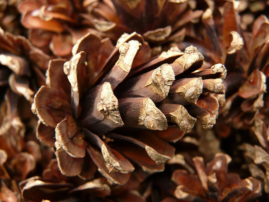 pine cones, wood, tree, macro, close, cone scales, close-up HD wallpaper
