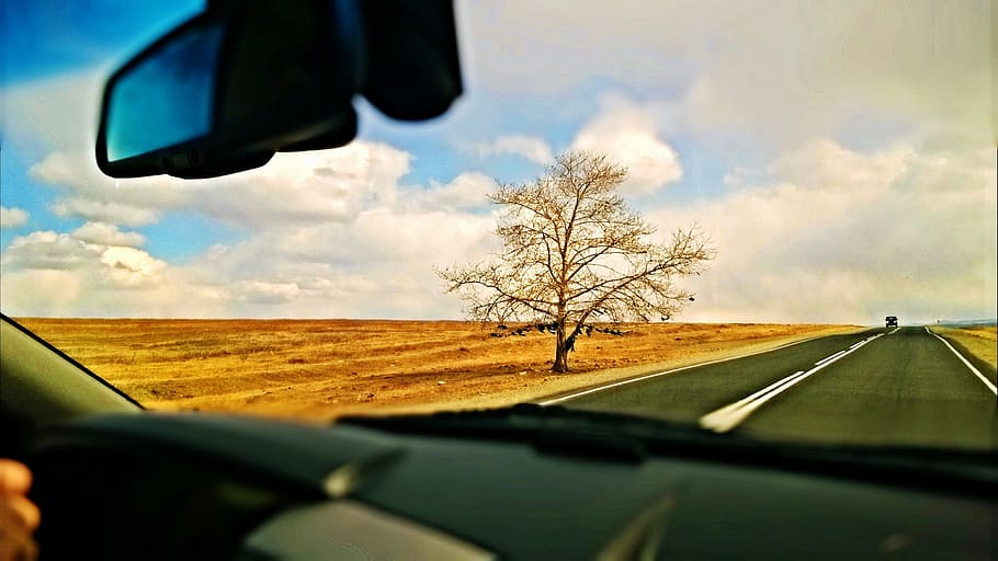 tree, road, steppe, nature, car, highway, driving, transportation HD wallpaper