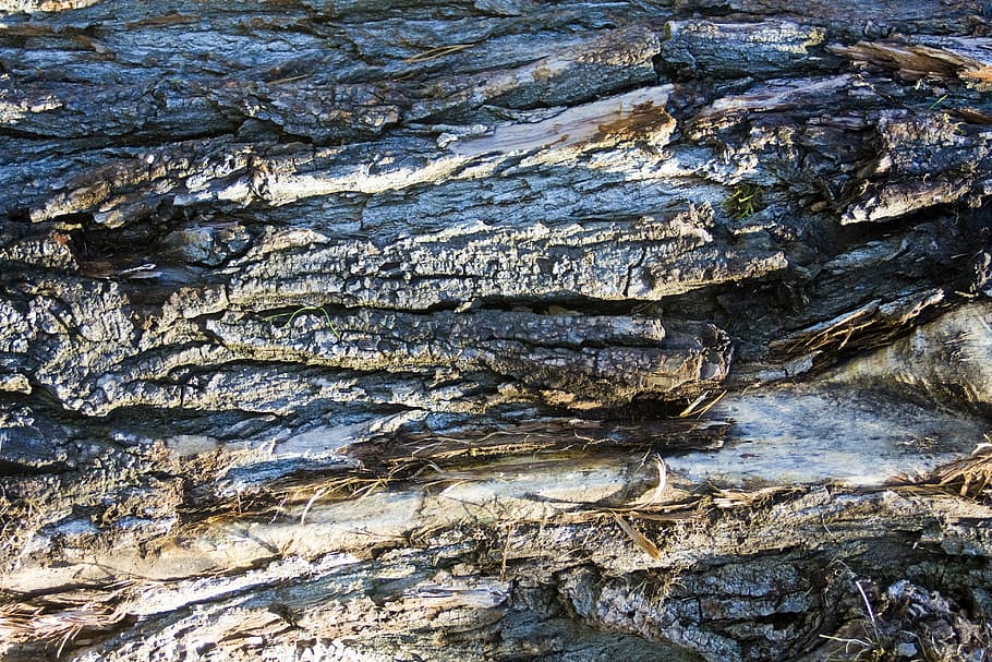 bark, tree bark, log, wood, structure, full frame, backgrounds HD wallpaper