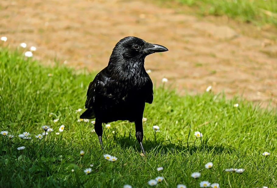 raven on grass field, crow, rook, corvus, bird, raven bird HD wallpaper