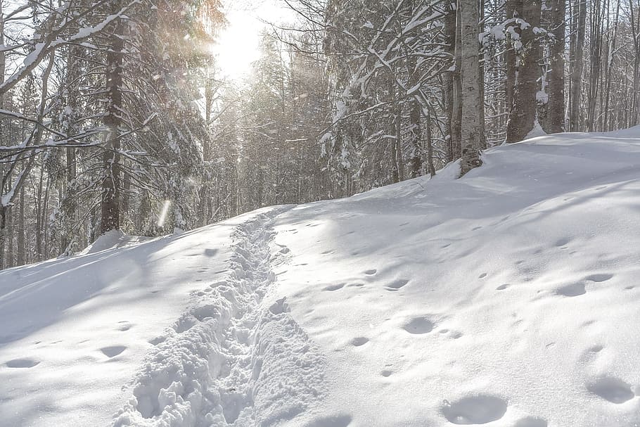 Forest, Landscape, Mountains, Nature, outdoors, snow, tree HD wallpaper