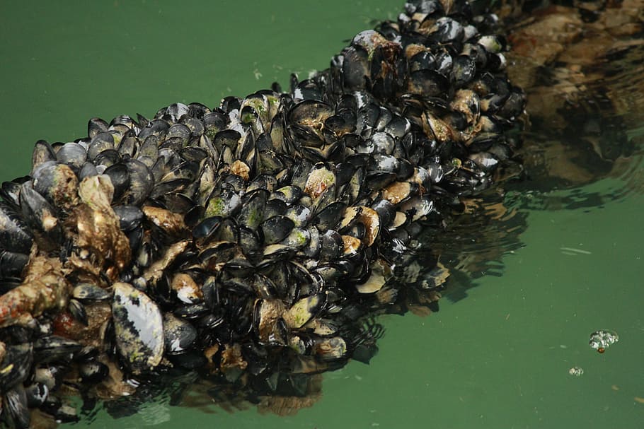 sea, mussels, water, group of animals, no people, animals in the wild HD wallpaper