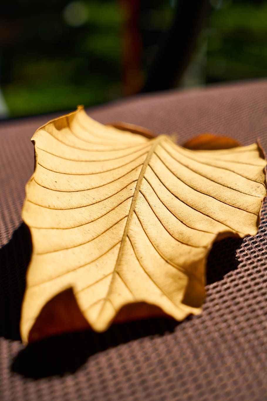 Сток лист. Сухие листья. Сухой листик. Высушенные листья. Сухие листья фото.