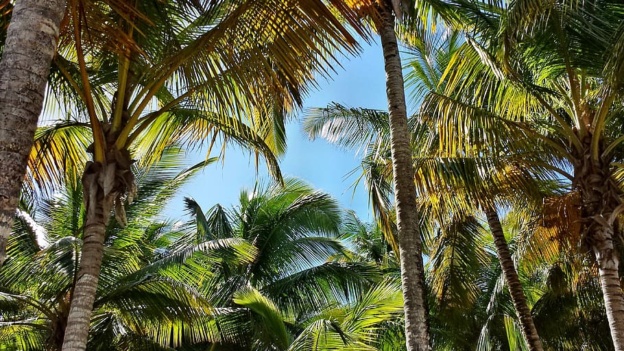 palma, palme, coconuts, tree, palm tree, tropical climate, plant HD wallpaper