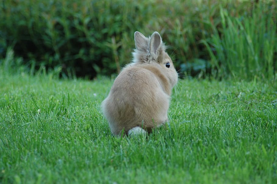 photography of bunny on lawn, prairie, rabbit, grass, animals HD wallpaper