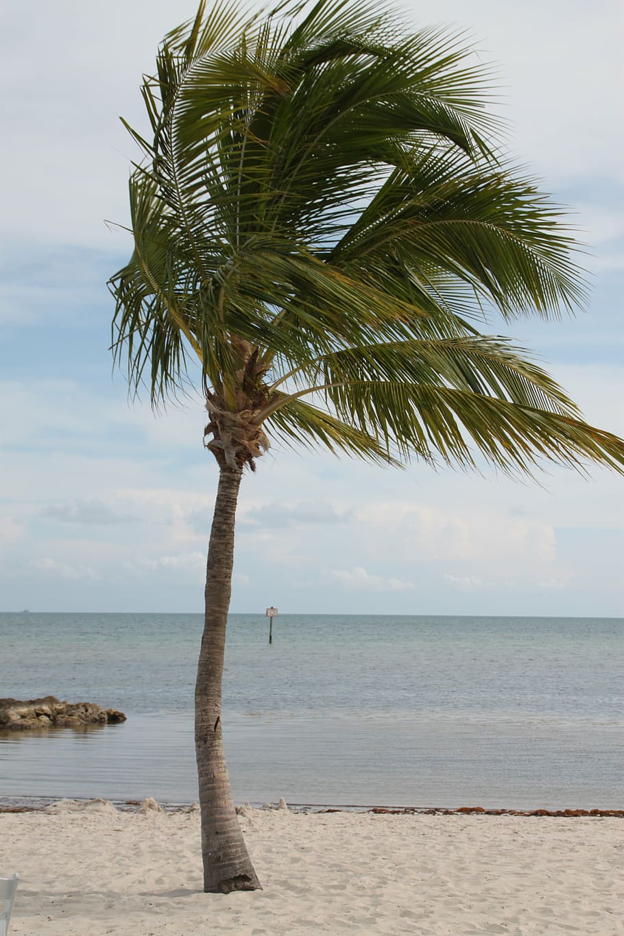 palm tree, key west, florida, beach, vacation, ocean, sea, sand HD wallpaper