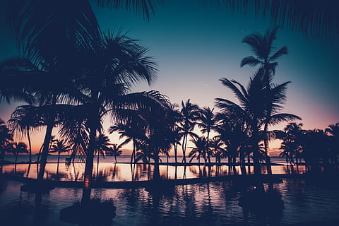 HD wallpaper: palm tree at side of grey concrete road, tarmac, roadside ...