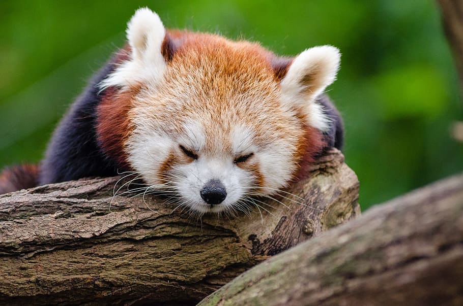 red panda lying on brown tree trunk, sleeps, rest, cute, tired