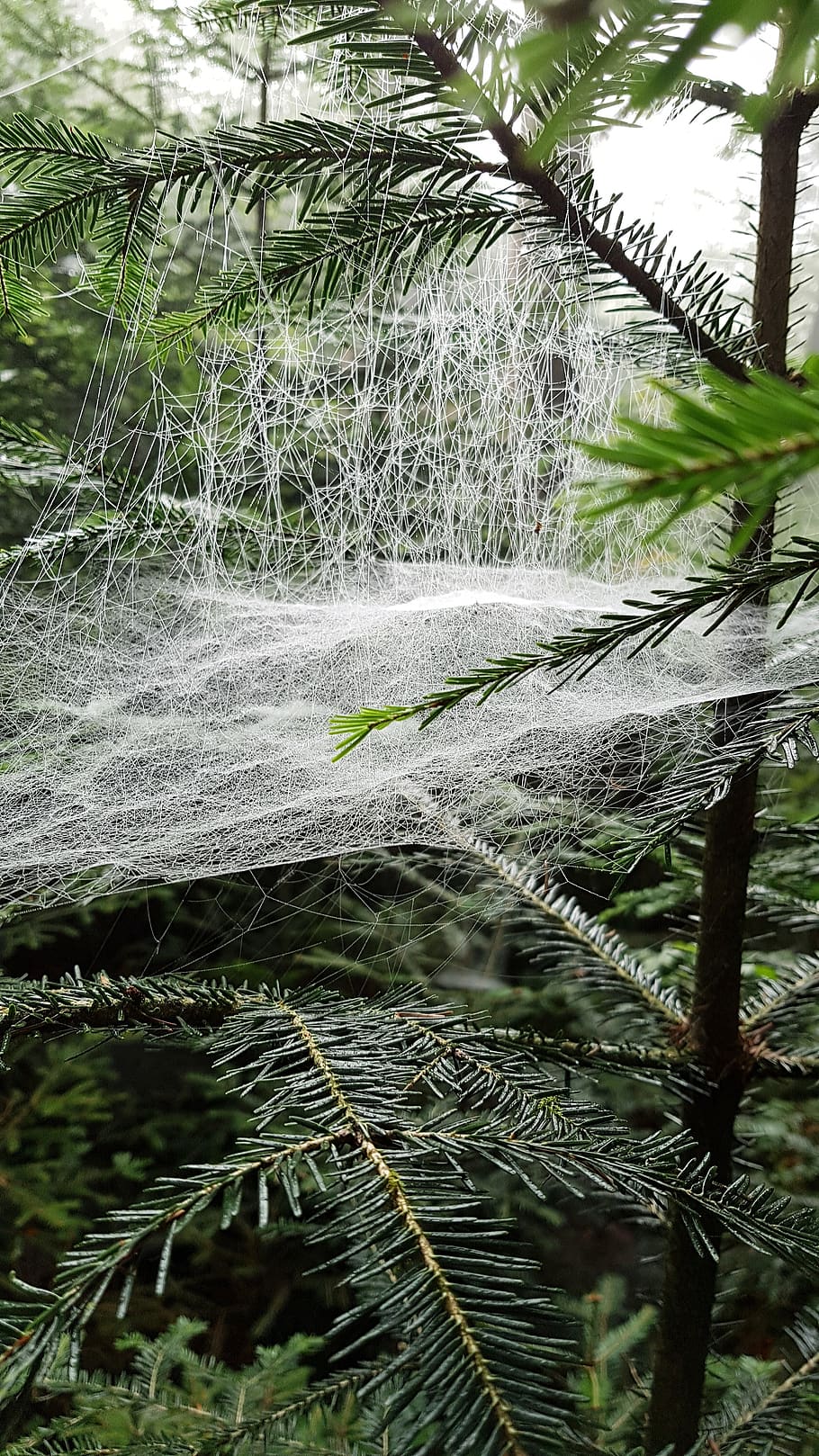 cobwebs, case, plant, growth, tree, green color, nature, no people HD wallpaper