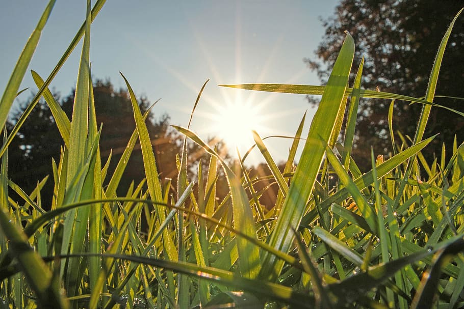 Meadow, Grass, Nature, Grasses, green, blade of grass, frisch HD wallpaper